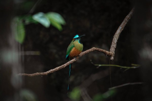 Les jeux vidéo comme outil d'apprentissage des langues